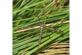 <p>TIPLICE OBROVSKÁ (Tipula maxima) Jiříkov</p>